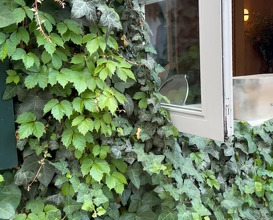 Dinner at OSA
