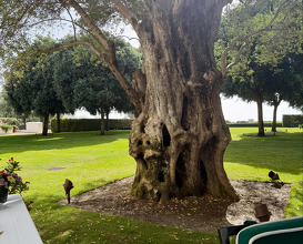 Dinner at Finca Cortesin