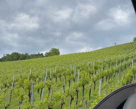 Dinner at Tement Weingut