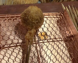 Dinner at Kushi Katsu A-bon (串かつ あーぼん)