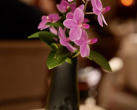 Dinner at APICIUS