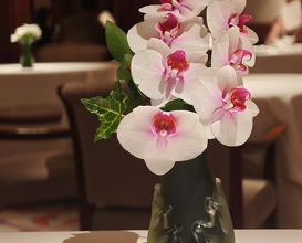 Dinner at APICIUS
