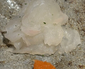 Dinner at Chisousottakuito (馳走 啐啄一十 )