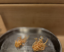 Dinner at Tempura Fukamachi (てんぷら 深町)