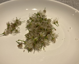 Dinner at Hikariya Nishi (ヒカリヤ ニシ)