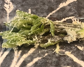 Dinner at Tempura Koizumi (天ぷら 小泉)