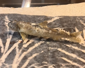 Dinner at Tempura Koizumi (天ぷら 小泉)