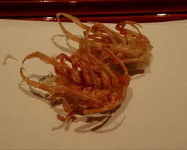 Dinner at Tempura Kondo (てんぷら 近藤)