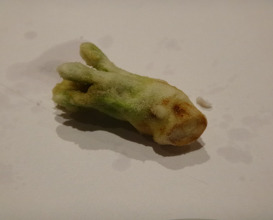 Dinner at Tempura Kyoboshi (天ぷら 京星)