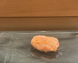 Dinner at Kyogoku Zushi (京極寿司)