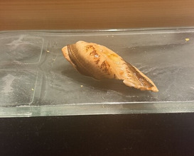 Dinner at Kyogoku Zushi (京極寿司)