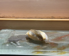 Dinner at Kyogoku Zushi (京極寿司)
