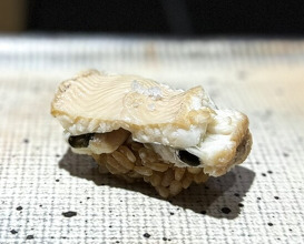Dinner at Sushi Nishizaki (鮨 西崎)