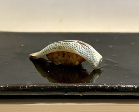 Dinner at Sushi Nishizaki (鮨 西崎)