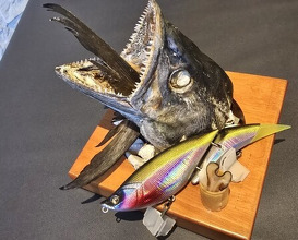 Dinner at PRESENTE Sugi (プレゼンテ スギ)