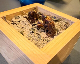 Dinner at PRESENTE Sugi (プレゼンテ スギ)