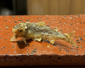 Dinner at Tempura Sakurabito