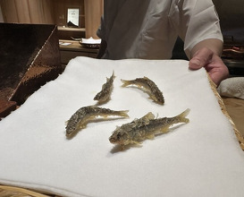 Dinner at Tempura Sakurabito