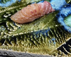 Dinner at Sushi Sho Nomura (鮨匠 のむら)