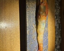 Dinner at Hayato (隼)