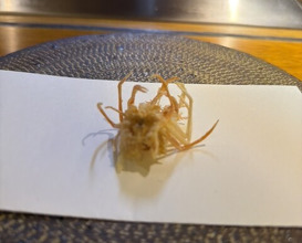 Dinner at Tsuru Hachi (鶴八)