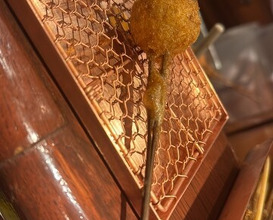 Dinner at Kushi Katsu A-bon (串かつ あーぼん)