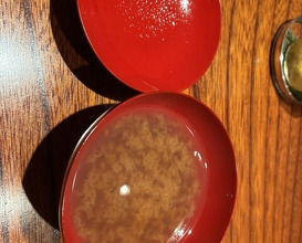 Dinner at Sushi Ao