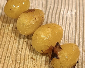 Dinner at Eiki (鍈輝)
