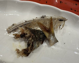 Dinner at Dogo Kaishu (道後 海舟)