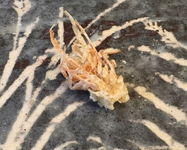 Dinner at Tempura Koizumi (天ぷら 小泉)