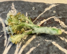 Dinner at Tempura Koizumi (天ぷら 小泉)