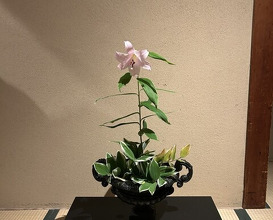 Dinner at Kyoaji Motoi (京味 もと井)