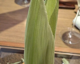 Dinner at LATURE (ラチュレ)