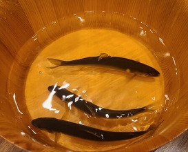 Dinner at Matsukawa (松川)