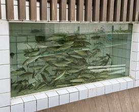 Dinner at Mikadoya (美加登家)