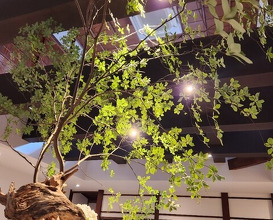 Dinner at MOTOI (MOTOI)