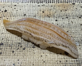 Dinner at Sushi Nishizaki (鮨 西崎)