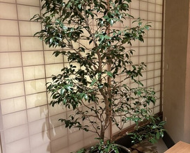 Dinner at Noguchi Guran Gurin Osaka (野口 グラングリーン大阪)