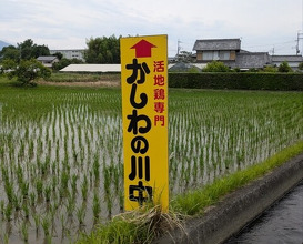 Dinner at Jidoriya Onza (じどりや 穏座)