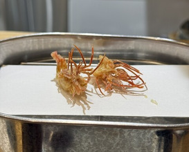 Dinner at Tempura Shoshin An (天ぷら 正心庵)