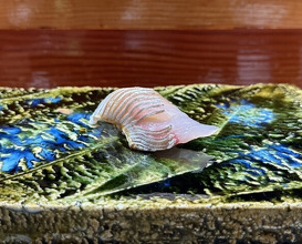 Dinner at Sushi Sho Nomura (鮨匠 のむら)