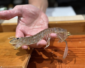 Dinner at Sushi Sho Nomura (鮨匠 のむら)
