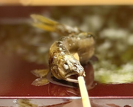 Dinner at Sushisho Saitō (すし匠 齋藤)
