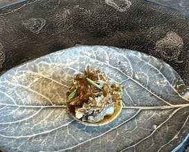 Dinner at TSUSHIMI