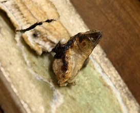 Dinner at Uran (う嵐)