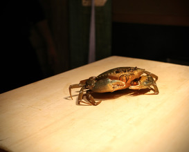 Dinner at 成生