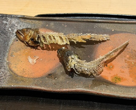 Dinner at Aji Yuki (味幸)