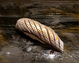 Dinner at Kyogoku Zushi (京極寿司)