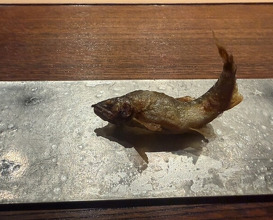 Dinner at Myoujyaku