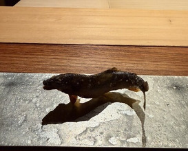 Dinner at Myoujyaku